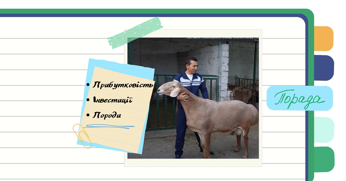Як заробляти на вівцях? - Прибутковий бізнес для початківців
