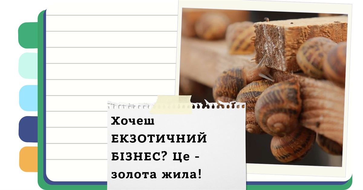 Як заробляти гроші на розведенні равликів: покрокова інструкція для початківців