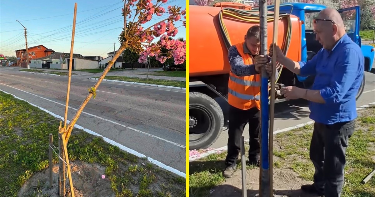Міський голова Переяслава оприлюднив відео з вибаченням школярки за зламану сакуру