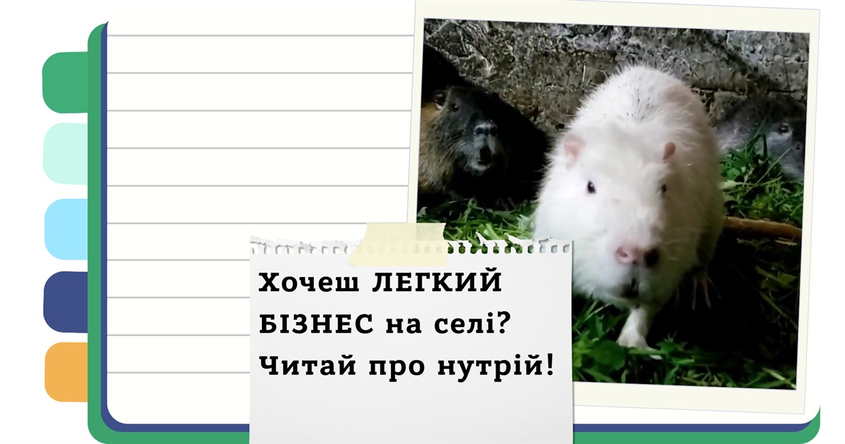 Як почати бізнес на розведенні нутрій з нуля