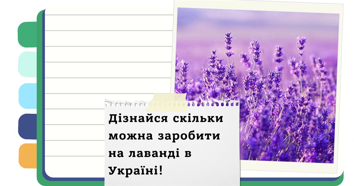 Як організувати бізнес на вирощуванні лаванди в Україні: покроковий гід