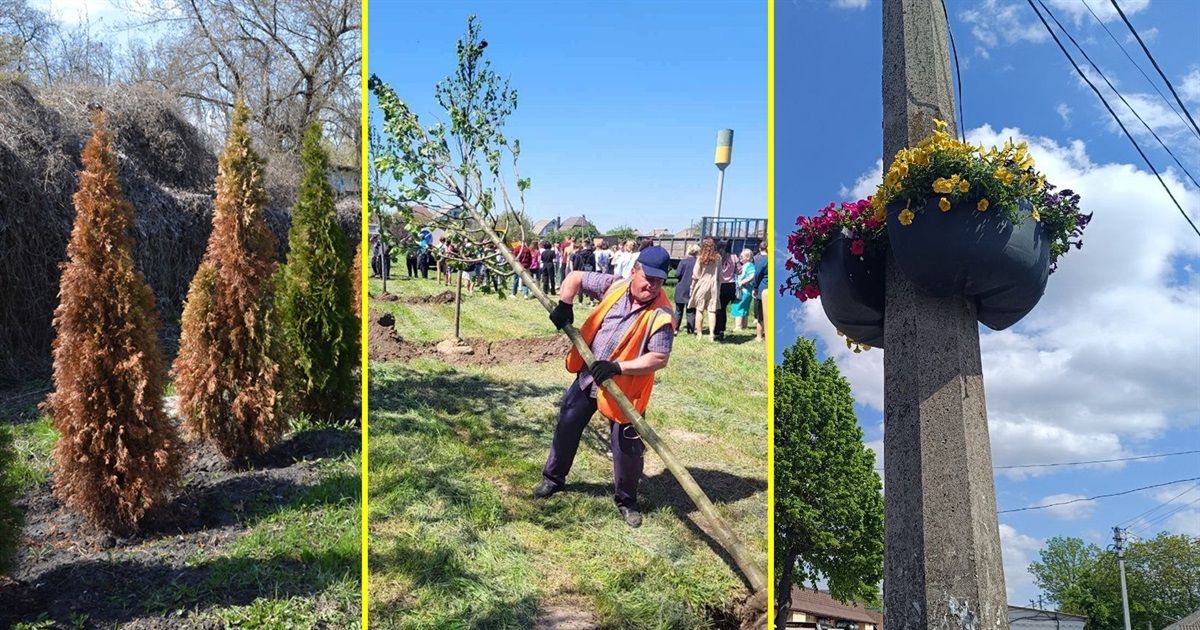 Сакури над дорогою, липи у Підварках, засохлі туї і врятоване дерево: як озеленюється Переяслав ФОТО