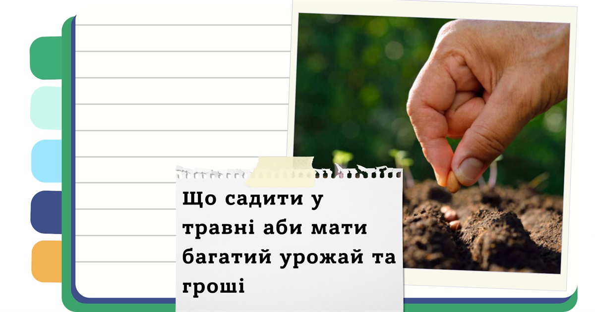 Що сіяти у травні 2025: найкращі дні для посадки огірків, капусти, буряків та зелені