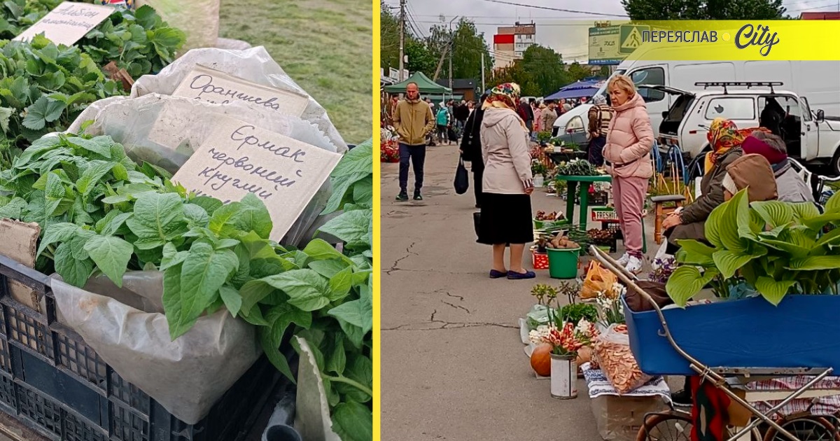 Помідори Єрмак по 50, а полуниця по 70 гривень: пік сезону розсади на базарі у Переяславі
