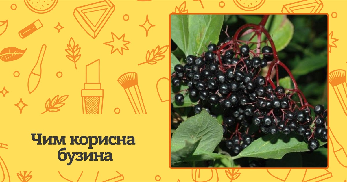 Чим корисна бузина для здоров'я та як правильно її вживати? Правила та поради для здоров’я