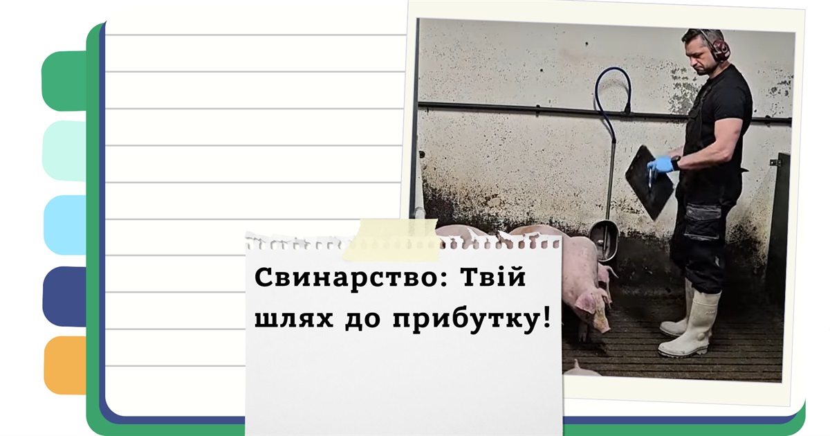 Бізнес на свинях: Реальний прибуток та секрети успішного утримання