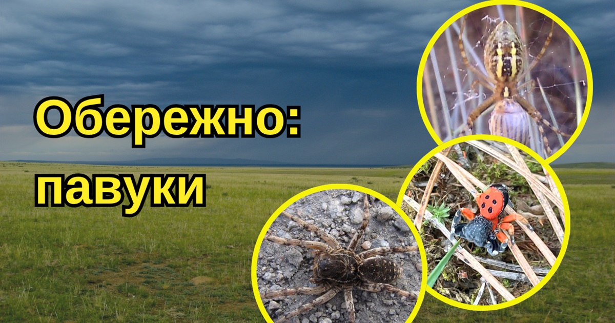 У Золотоноші фіксують незвичних павуків: чи варто боятися?