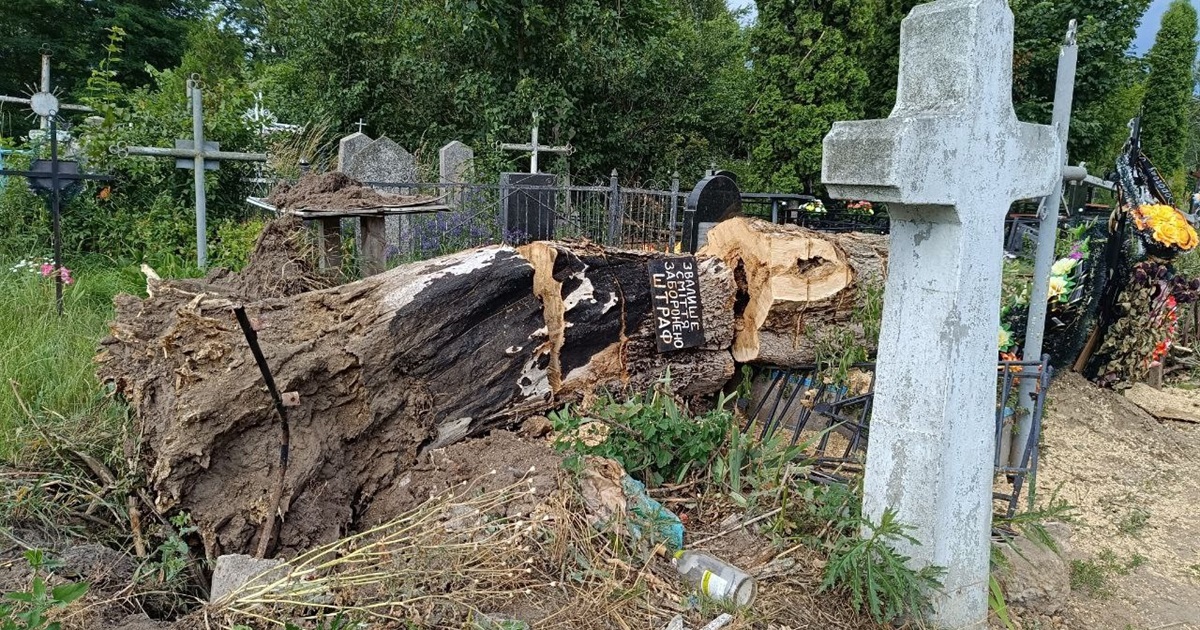 На Ярмарковому кладовищі в Переяславі впало трухле дерево і пошкодило могилки: хто має прибирати?