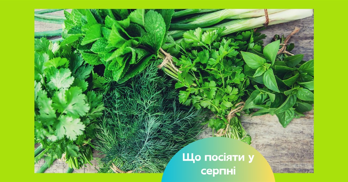 Повторний посів влітку: як отримати додатковий урожай овочів та зелені