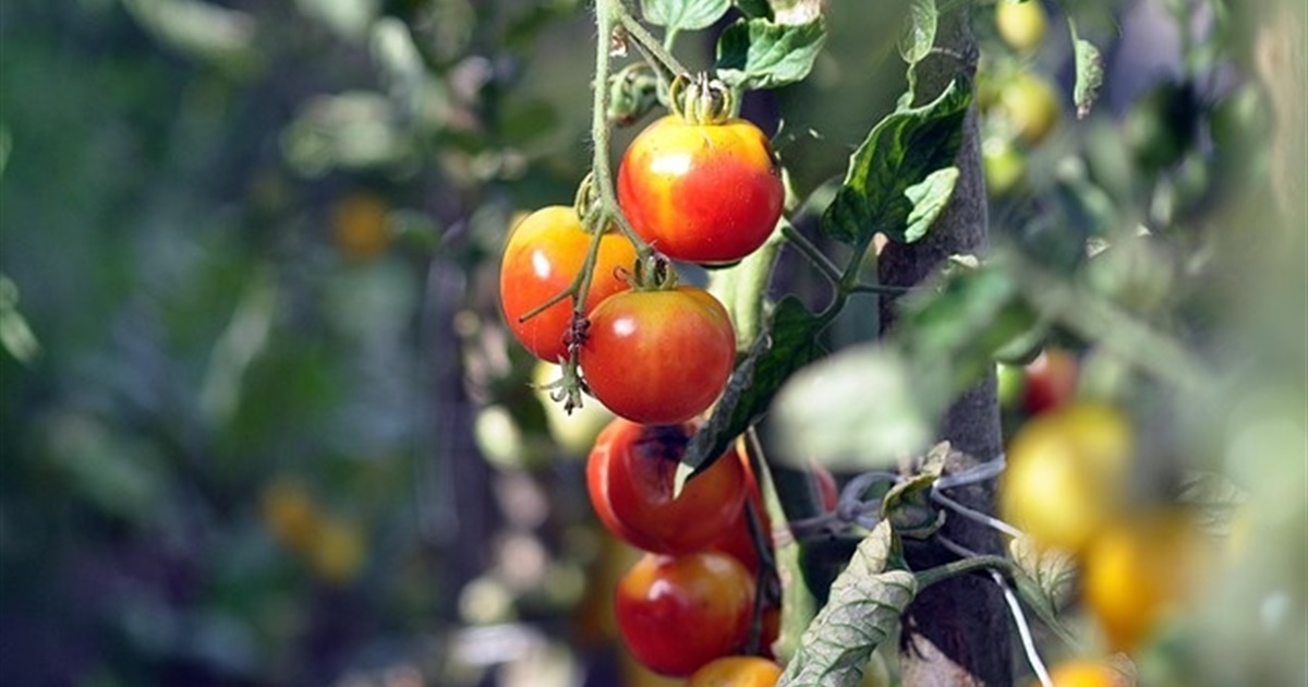 Місячний посівний календар на вересень 2025 року: обирайте вдалі дні