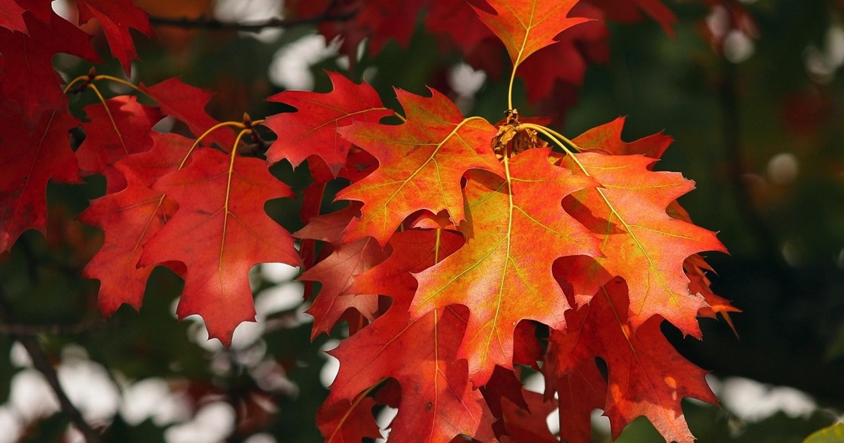 Календар свят та іменин на жовтень 2025: від Захисника до Дня автомобіліста