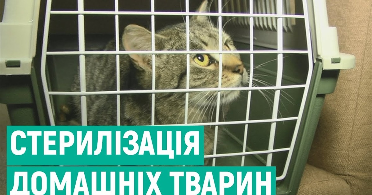 У Мені відловлюватимуть собак для стерилізації