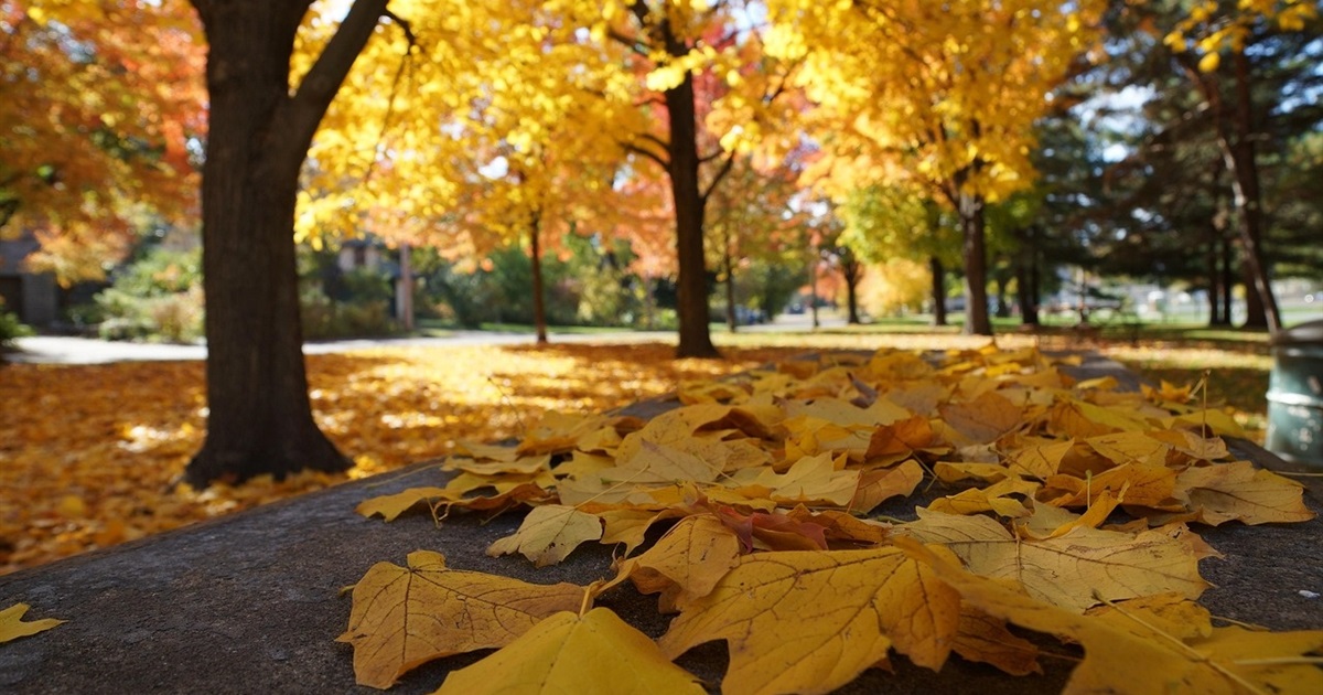 Яке свято сьогодні: хто відзначає іменини, календар державних та професійних свят на листопад 2025