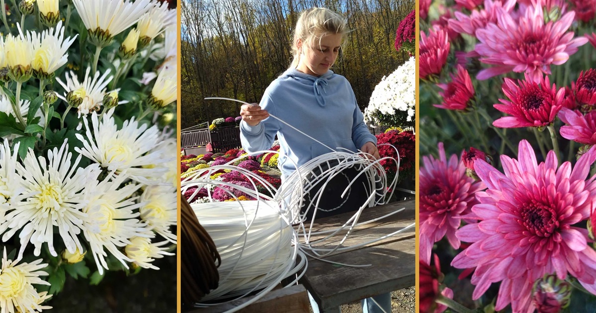 Господиня «царства» хризантем у Шманьківчиках на Чортківщині ще й ладнає квітам «вдяганки»