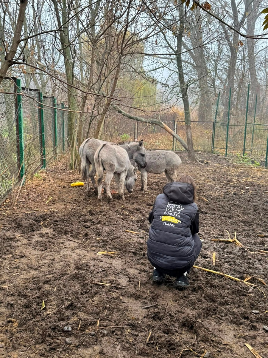 Евакуйовані з Краматорська тварини