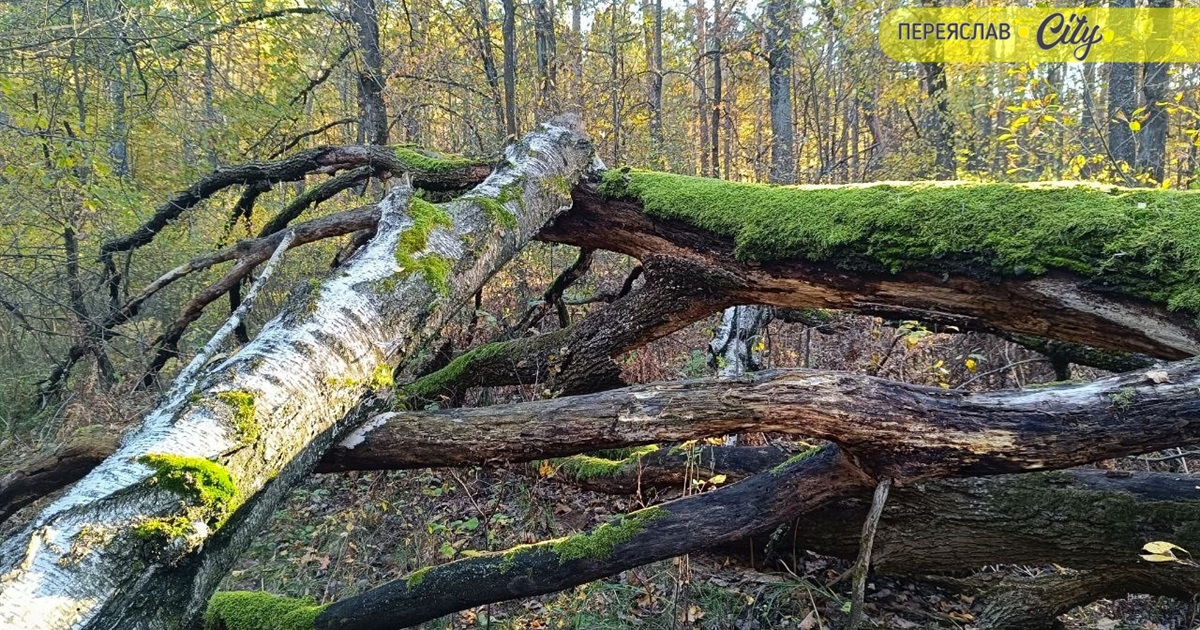 «Дрова в лісі гниють, а людям узяти не можна»: депутати про можливість заготівлі сухостою населенням