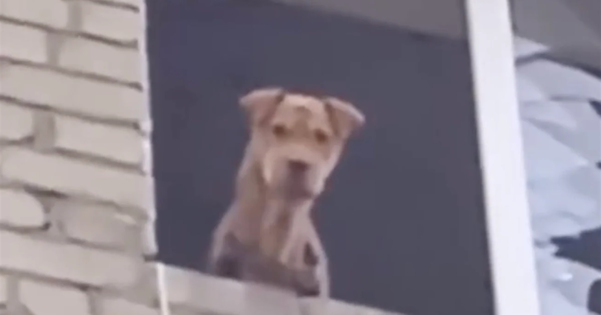 Волонтери врятували шарпея на Донеччині. Собака місяць жила на 5 поверсі зруйнованого будинку