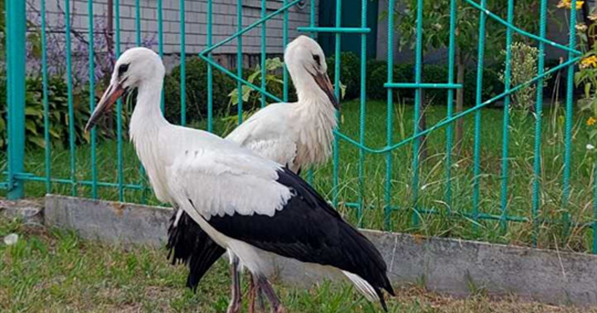 Один лелека вибрав небо, інший залишився на землі. Реальна історія, що сталася в Корюківці