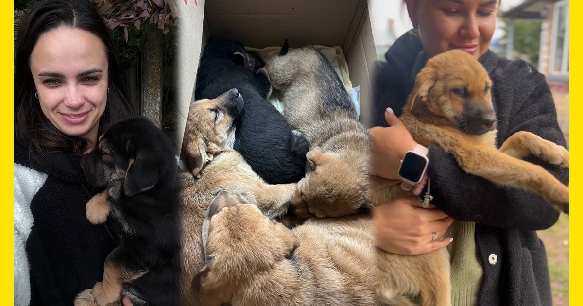 Ланцюжок добра: як волонтерки із Кагарлика рятували цуценят фронтової собаки