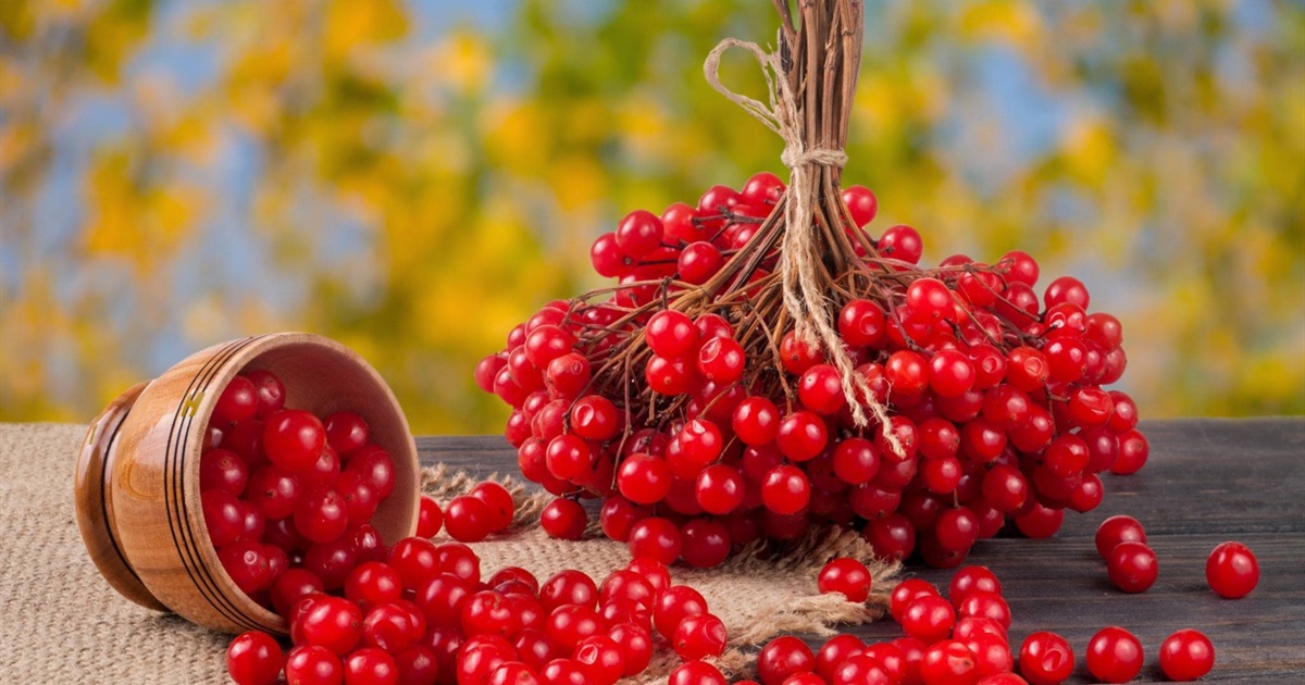 Корисна екзотика на вашому столі: рецепти з калини від Городок.City, які здивують насиченим смаком