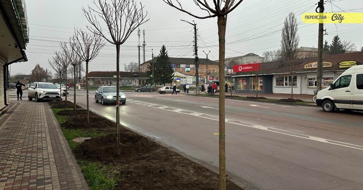 У Переяславі восени висадили понад сотню дерев із партії для парку Мазепи, а що з іншими?