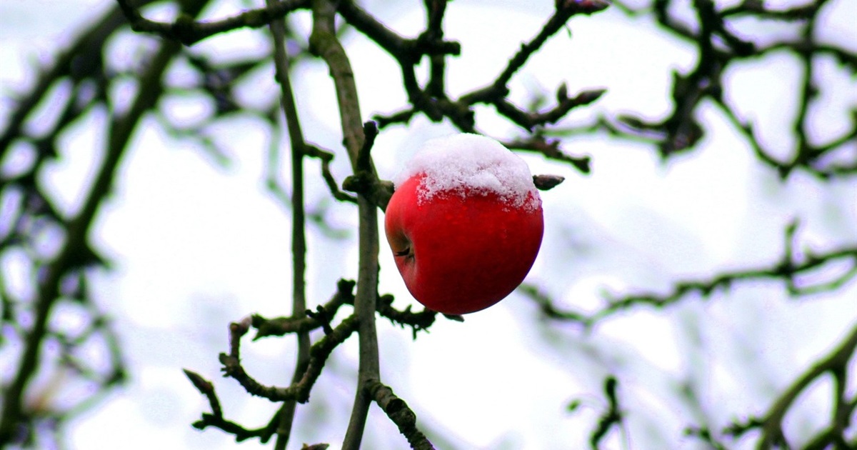 Що сіяти в січні? Місячний календар садівника на перший місяць 2026 року