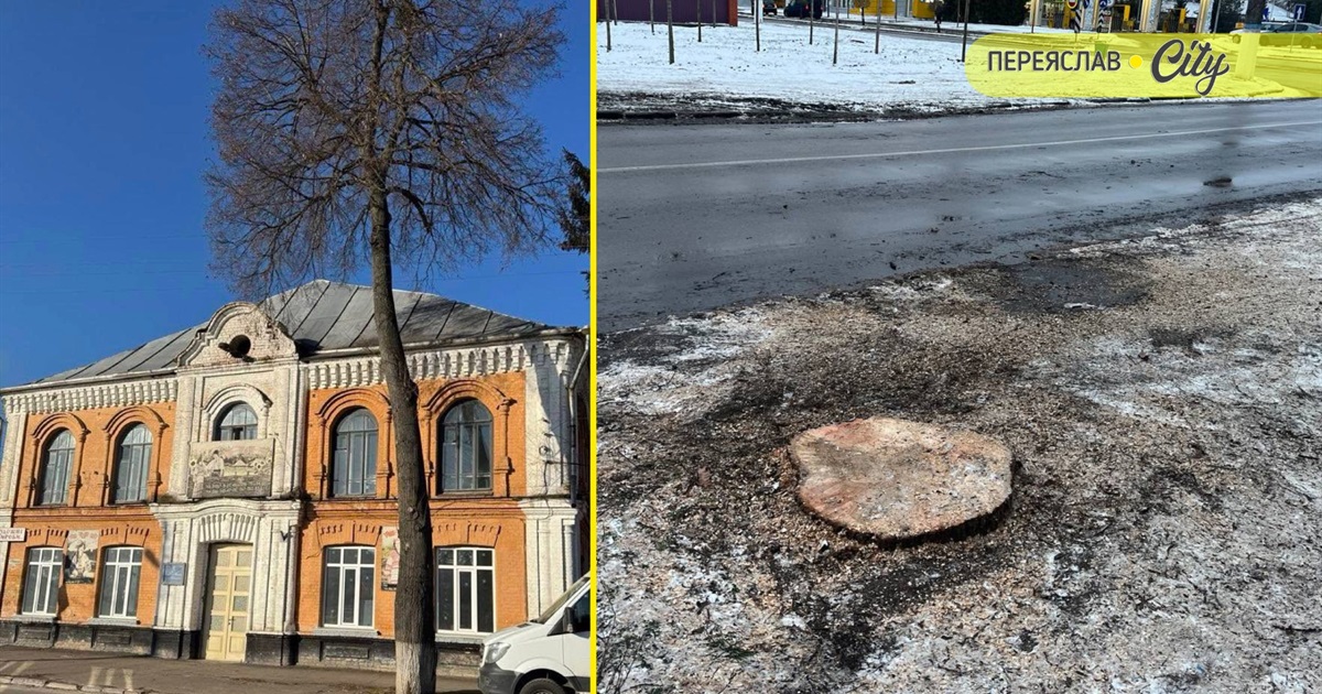 Липа у Переяславі не вижила: комунальники її рятували, а потім спиляли