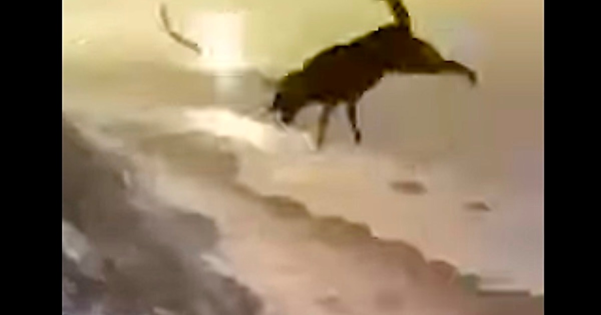 «Гра» чи шкуродерство? В Ізмаїлі 11-річний хлопець скинув собаку зі схилу заради відео (відео)