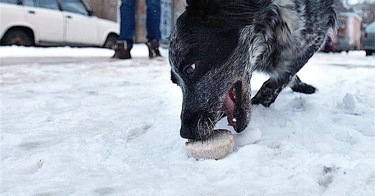 Масове отруєння собак в Ізмаїлі: поліція розслідує кримінальні провадження