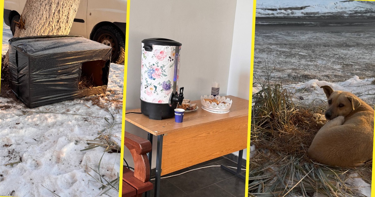 Тепло для кожного: як золотонісці підтримують одне одного і тварин у морозні дні