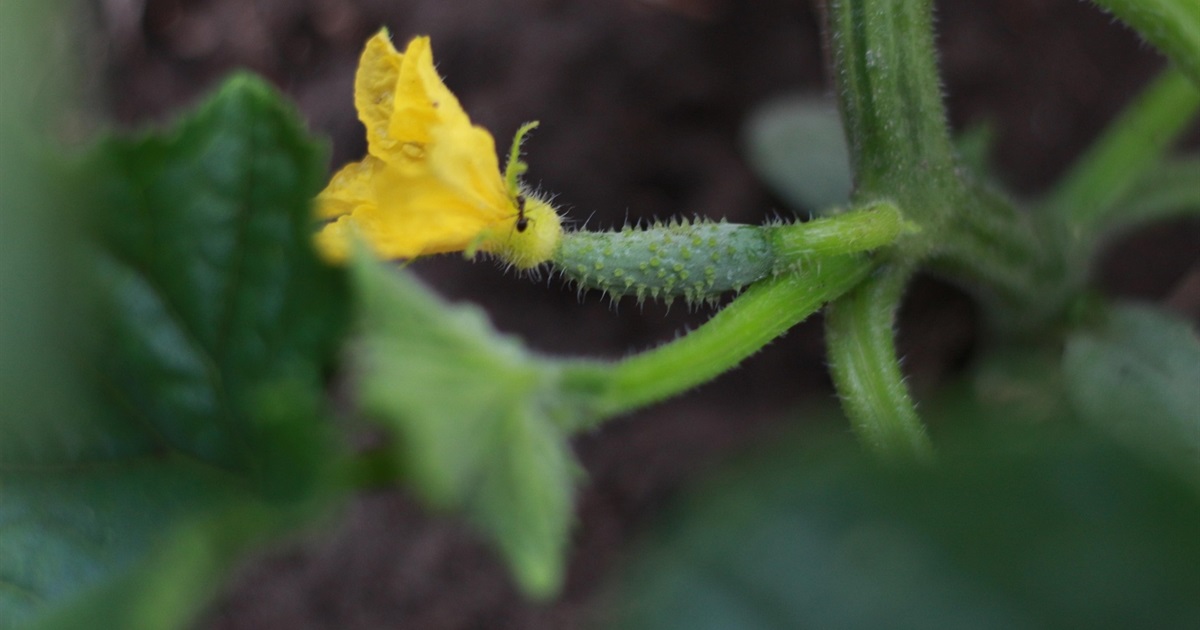 Секрети міцної розсади: повний гід по добривах
