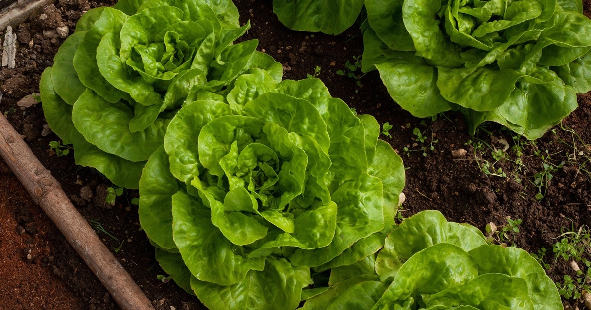 Місячний посівний календар на лютий 2026 року: готуємо розсаду вчасно