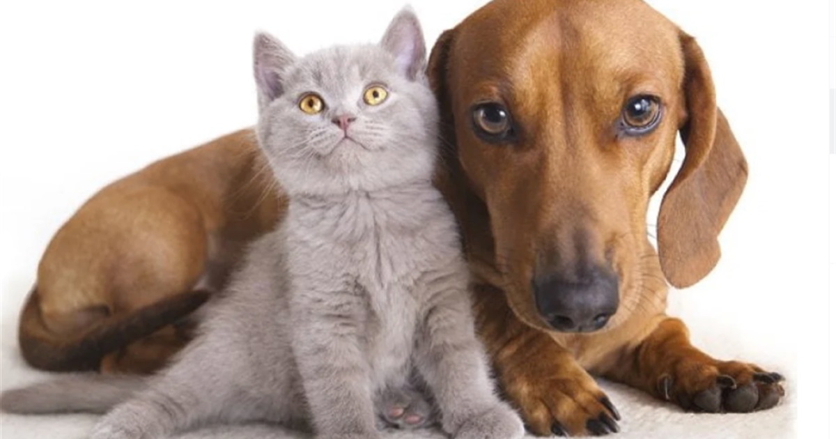 Як уберегти улюбленців від хвороб в холодну пору року - пояснюють у Старокостянтинівській ветклініці