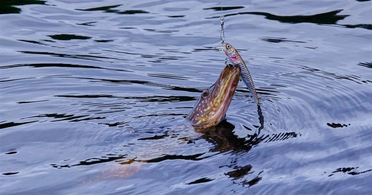 З 15 лютого на водоймах Київщини діятиме заборона на вилов щуки: які штрафи за порушення