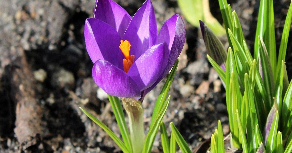 Березень 2026: календар успішних посівів та секрети підготовки насіння