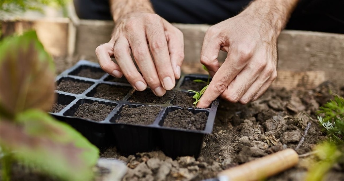 Посівний календар на березень 2026: що і коли сіяти на розсаду