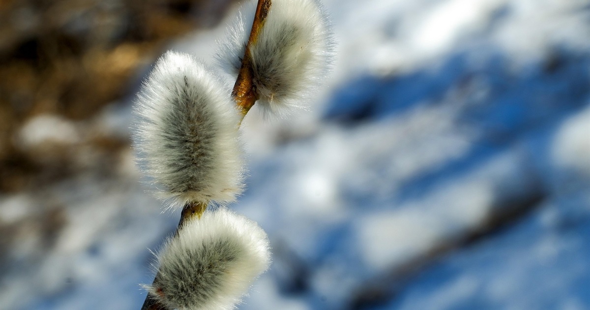 Що відзначають українці у перший місяць весни: календар свят та іменин на березень 2026