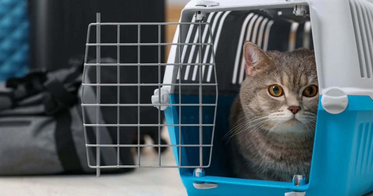 Поїздка без котячих сліз: проста інструкція, як привчити пухнастого до переїздів