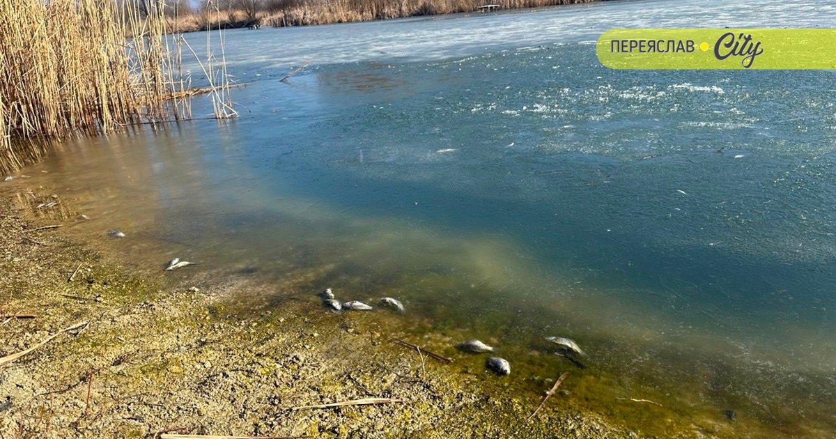 На річці Альта на Переяславщині масово загинула риба: версію про причину назвав староста села