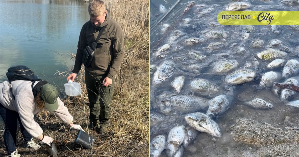 Масову загибель риби в річці Альта Переяславської громади зафіксувала екологічна інспекція