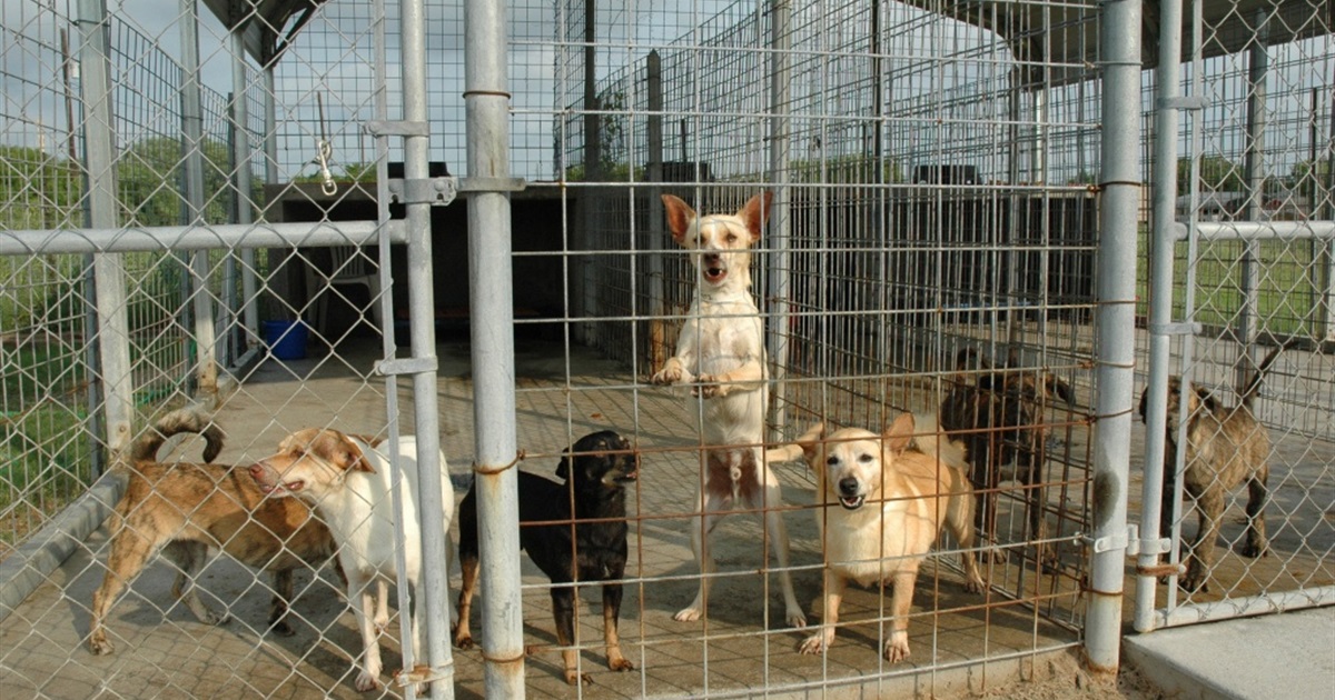 У Золотоноші обговорять нові правила утримання тварин і створення муніципального притулку