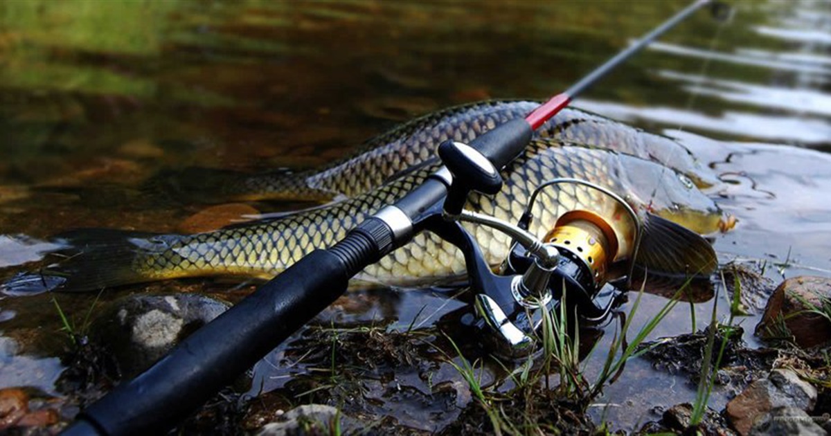 На Київщині невдовзі розпочнеться заборона на вилов риби: що потрібно знати рибалкам