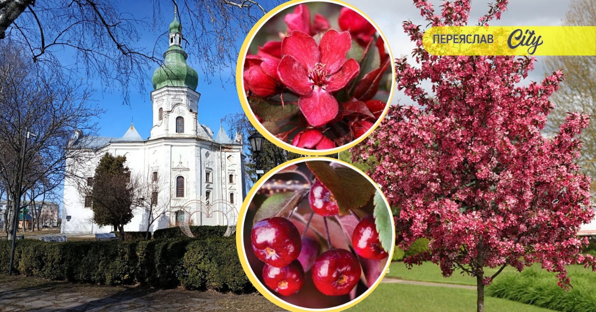 Переяслав закуповує «Райські яблучка» та катальпи для озеленення на понад 1,2 млн гривень