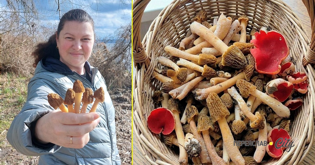Під Переяславом збирають весняні гриби зморшки та саркосцифа: як виглядають та де їх шукати