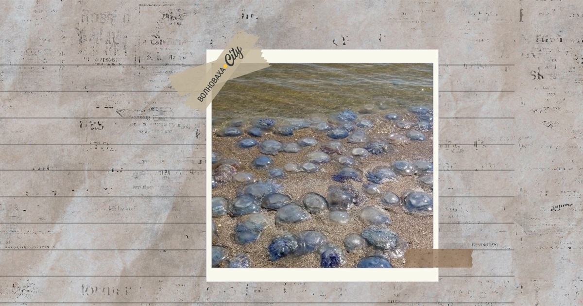 Окупанти планують масовий вилов медуз в Азовському морі — чому це загрожує екологічною катастрофою