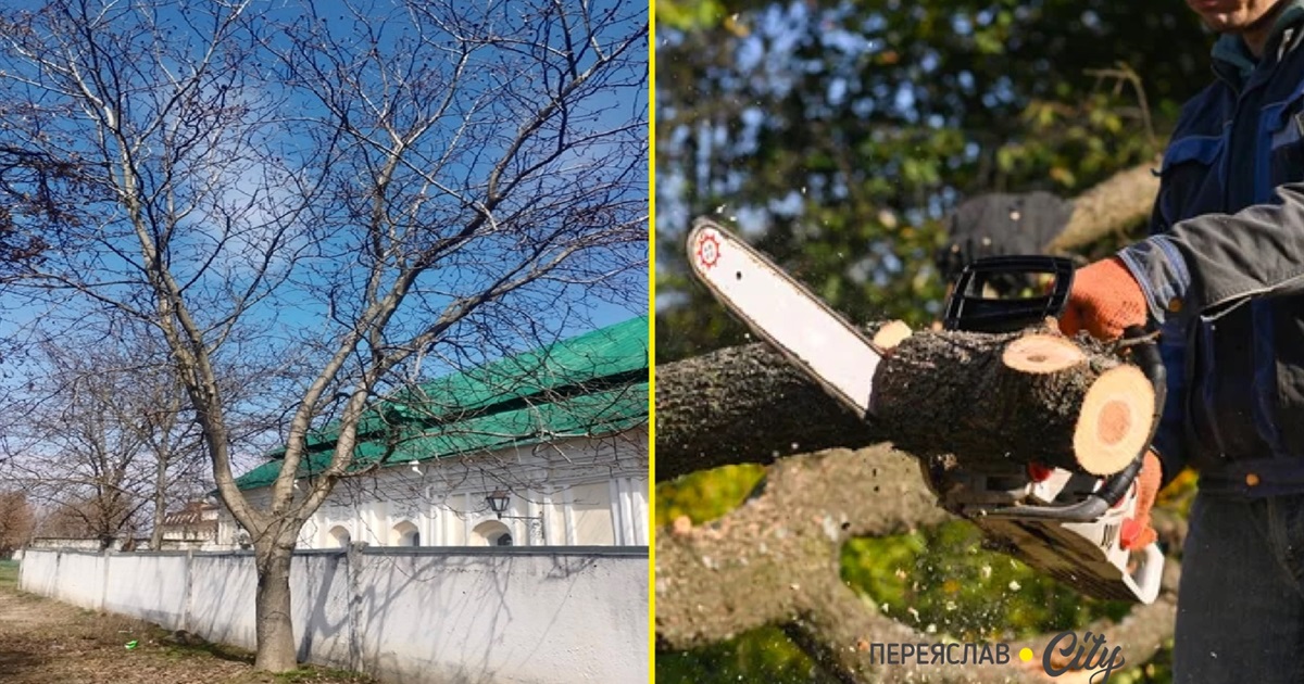 Біля музею Г.Сковороди в Переяславі обрізали горіх, а загалом видалять та кронують 76 дерев