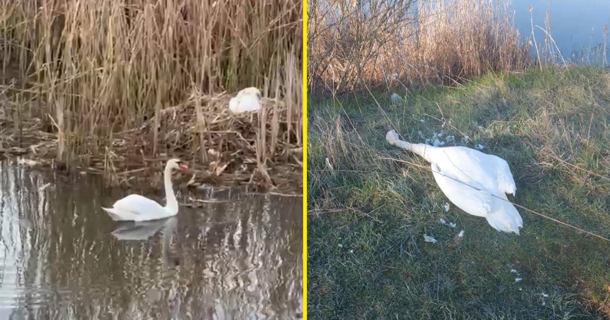 У Переяславі виявили вбитого лебедя: напередодні на річці скасували роботи через гніздування птахів