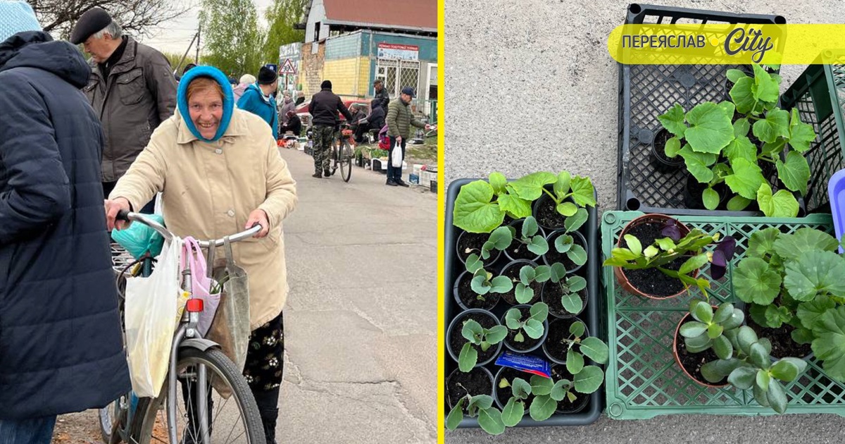 На базарі у Переяславі почали продавати розсаду огірків – по 25 гривень за рослину