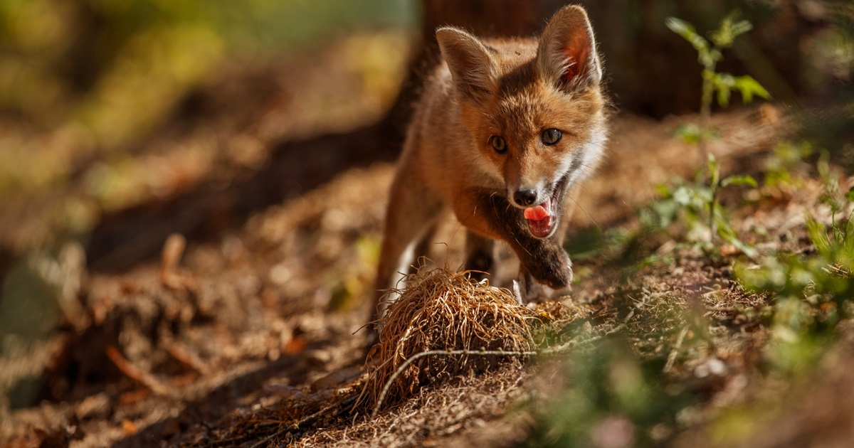 В Обухівському районі проведуть вакцинацію диких тварин проти сказу