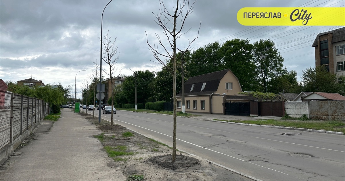 У Переяславі висадили шестиметрові іспанські платани по 20 тисяч за деревину, а ще катальпи і сакури